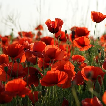 Remembrance celebration