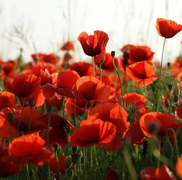 Remembrance celebration