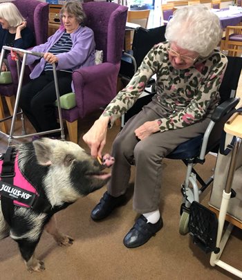 Boink-ers! Local care home surprises resident with pet pig reunion 