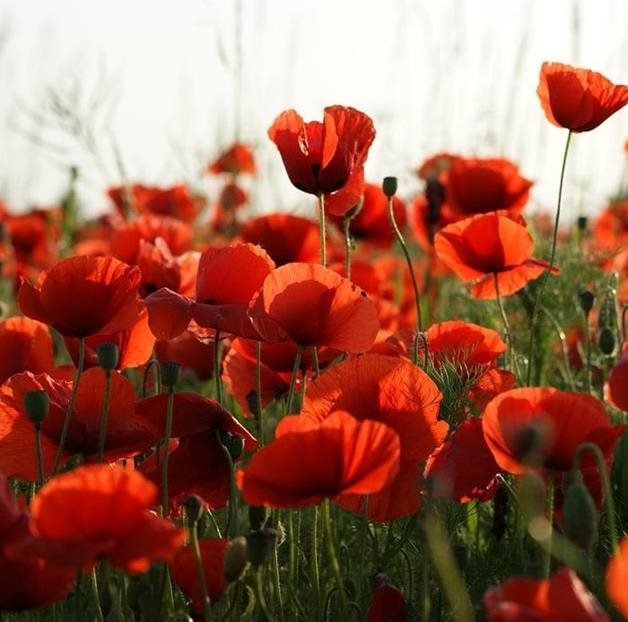 Remembrance day 