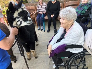 Best pal-pacas - Dorset care home visited by a herd of fluffy four-legged friends