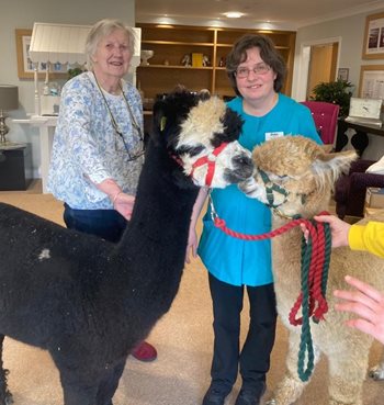 Best pal-paca’s – Bath care home visited by a herd of fluffy four-legged friends