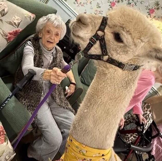 Cardiff care home welcomes cute companions