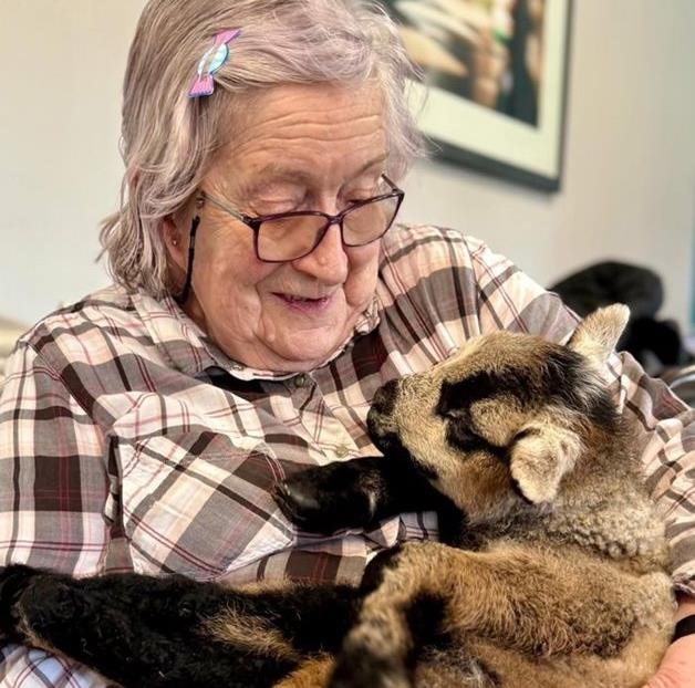  Lambs spring into Chipping Campden care home
