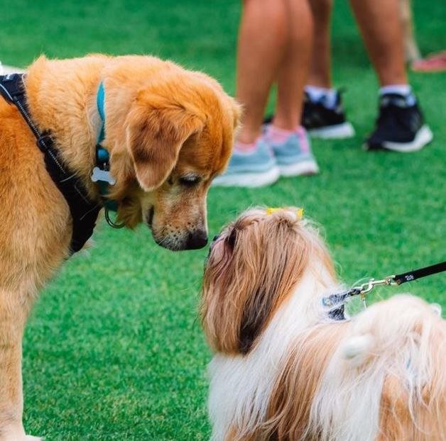 Weald Heights Dog Show - free event at Weald Heights