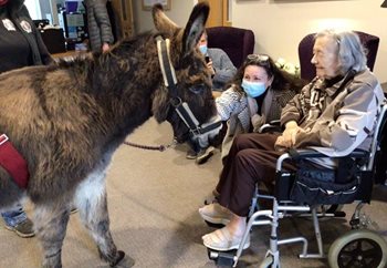A-mule-sing afternoon as Frome care home welcomes in a furry friend