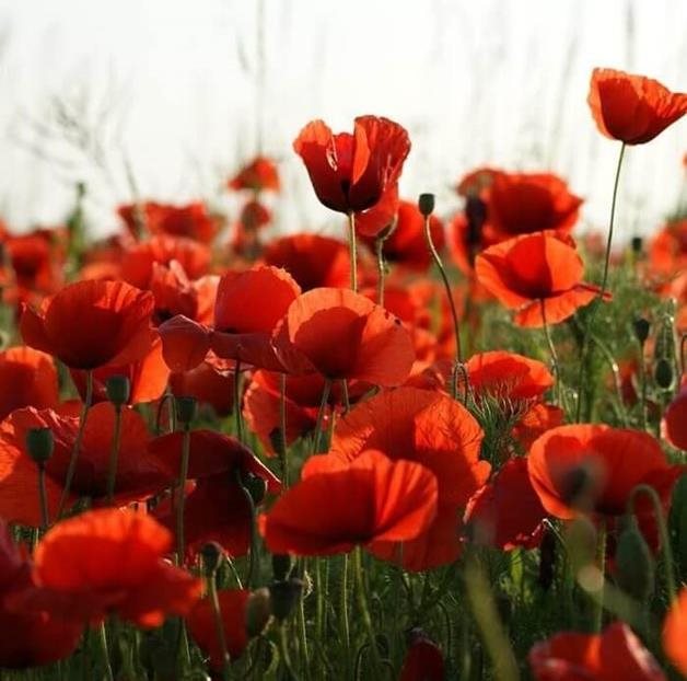 Veterans café - free event at Invicta Court