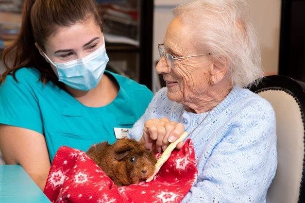 It’s guinea be a good day – care home in Weymouth has welcomed fluffy team members 