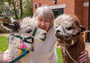 Best pal-paca’s – Chichester care home visited by a herd of fluffy four-legged friends