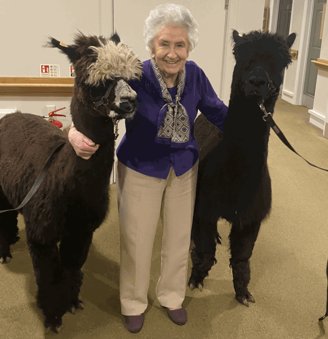 Care Assistant Bank - mercia grange alpaca visit 