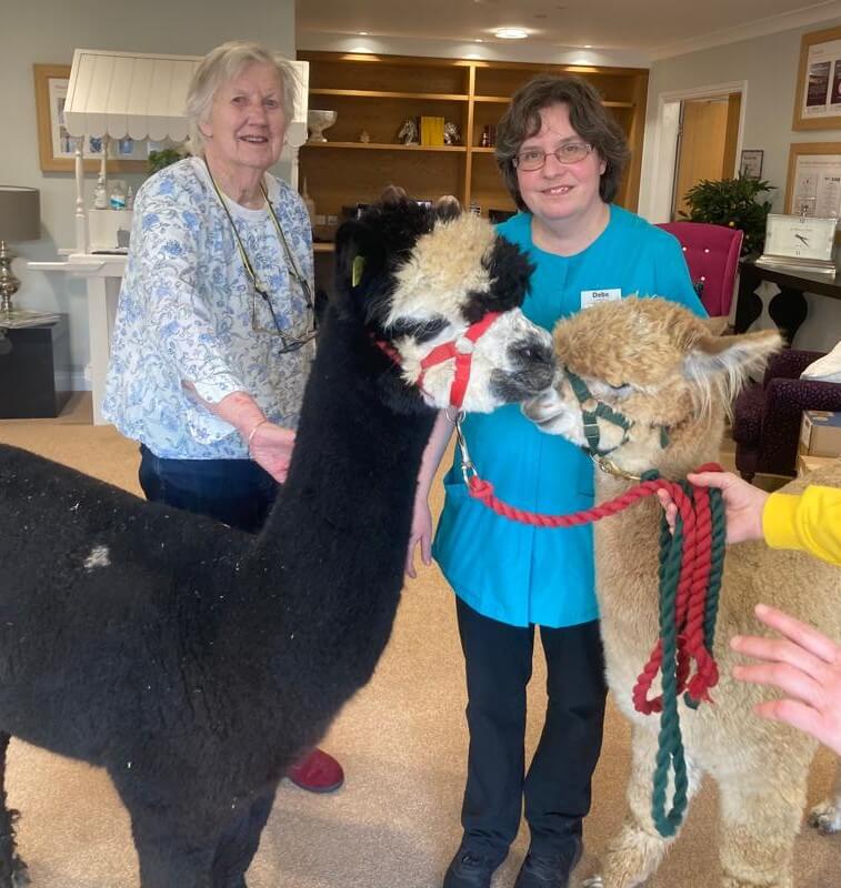 Senior Care Assistant Bank - rush hill mews alpaca visit 