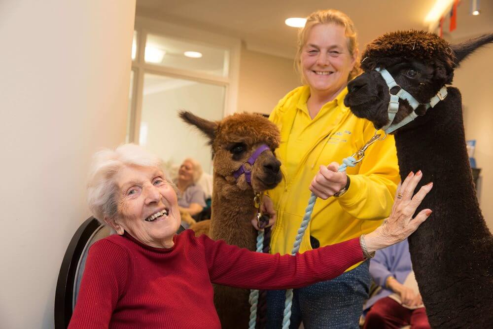 Care Assistant - Rossetti House Alpaca visit