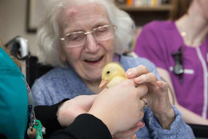 Care Assistant - Harrier Lodge ducklings 
