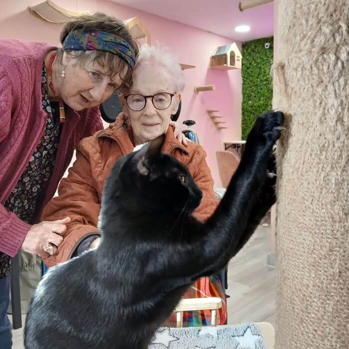 Care Assistant - Kentford Manor Cat Wish