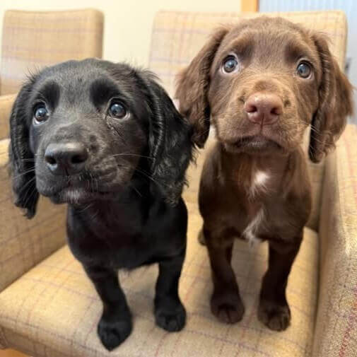 Fable and Fionn