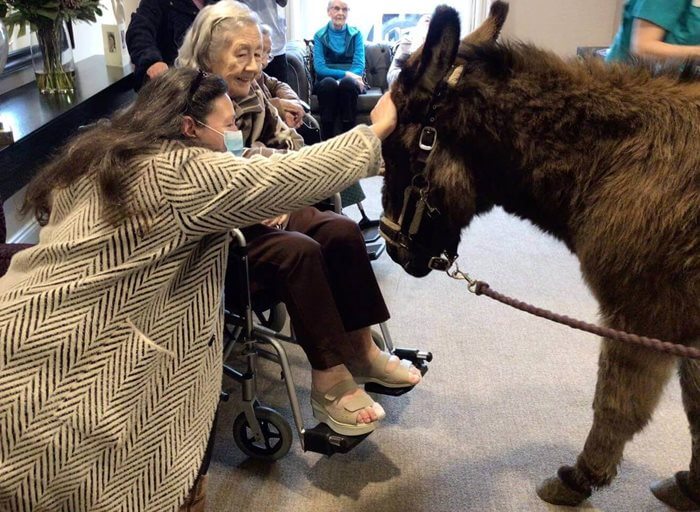 Care Assistant - rossetti house donkey visit 