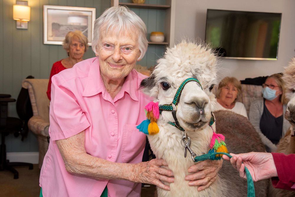 Registered General Nurse Bank - chichester alpaca visit