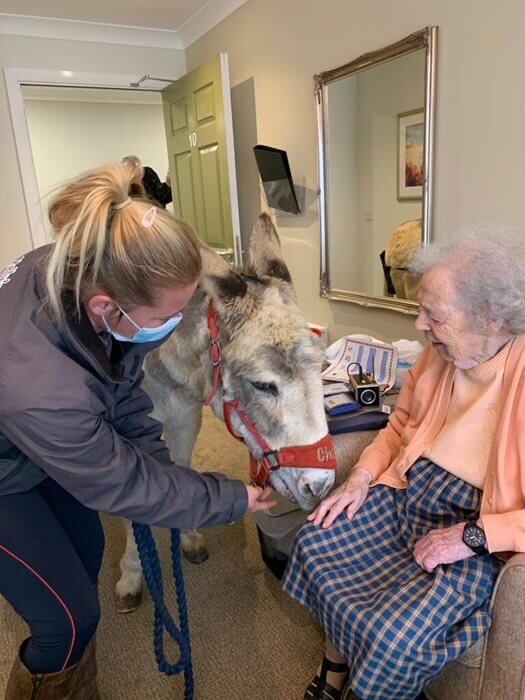 Head Housekeeper - Parsons Grange donkey visit 