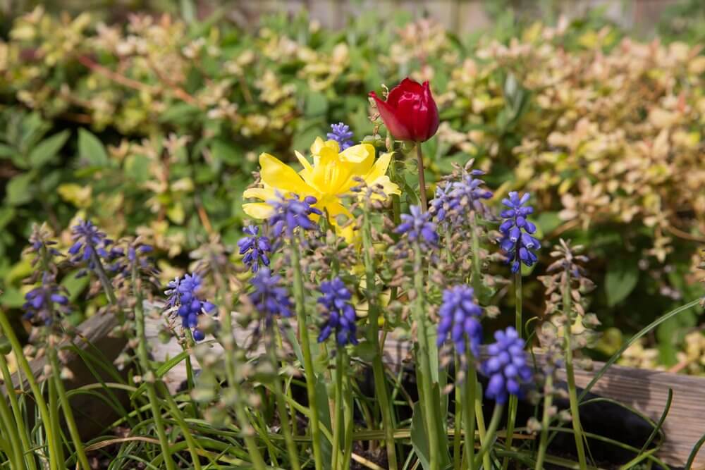 Maintenance Co-ordinator - Parker Meadows garden 10